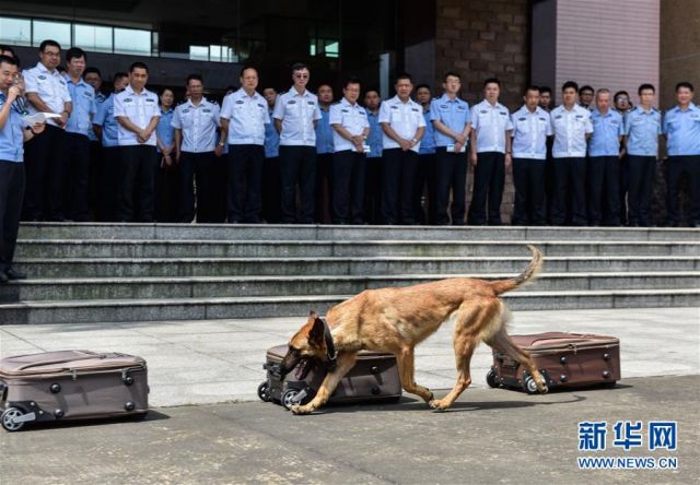 萌宠大比武!广东警犬实战练兵(组图)