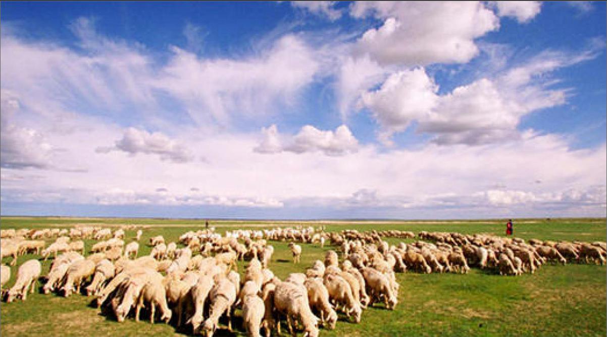 傍晚,到了羊群回圈的时间,打开手机微信,进入电子围栏放牧系统,内蒙古