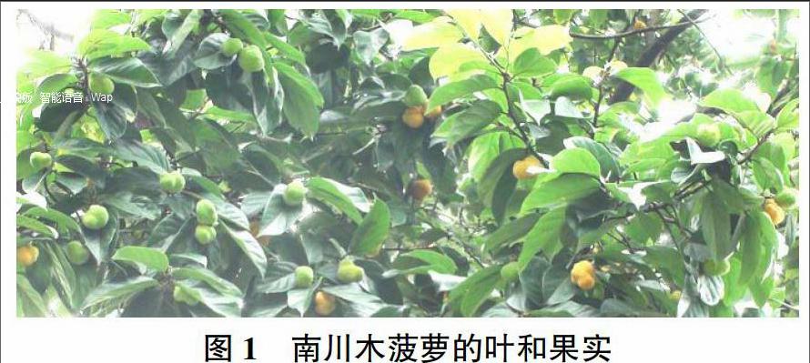 濒危植物南川木菠萝组织培养技术研究