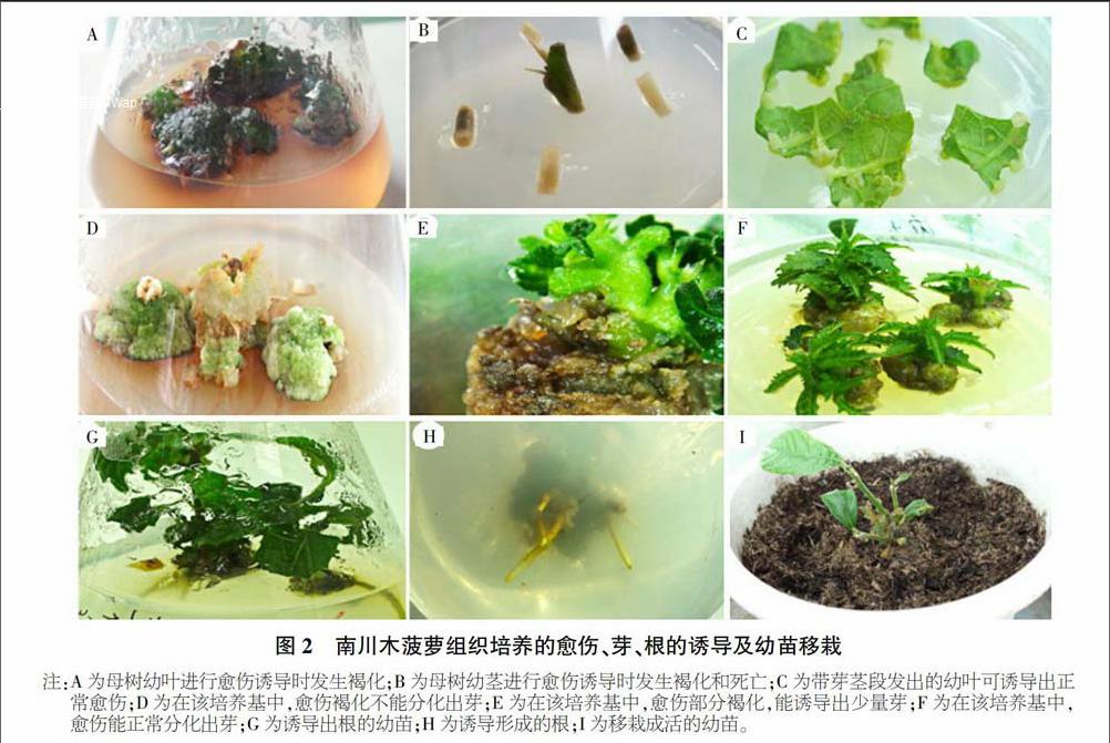 濒危植物南川木菠萝组织培养技术研究