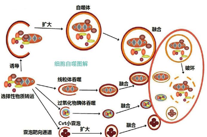 细胞自噬,不是凋亡是生存