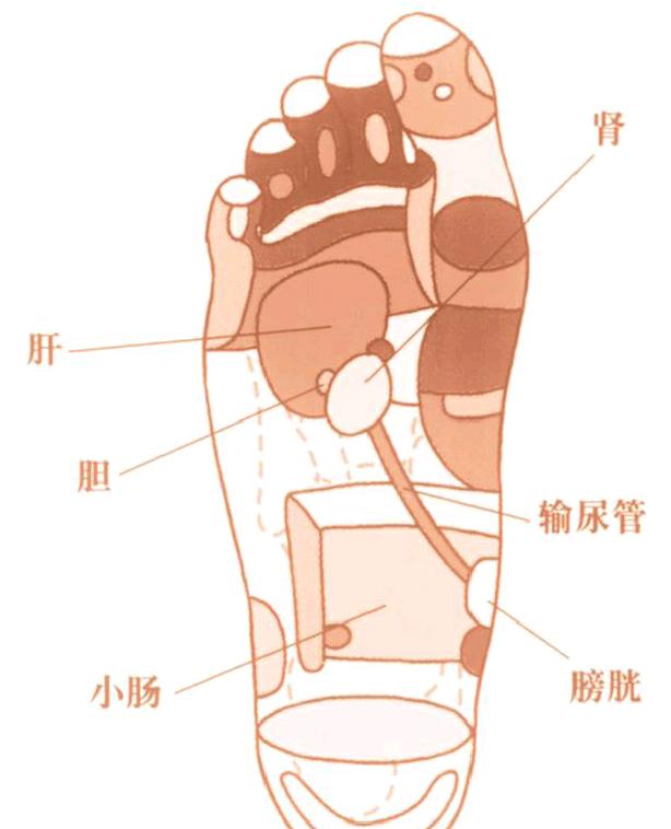 能戒烟,戒酒的1分钟足底按摩法