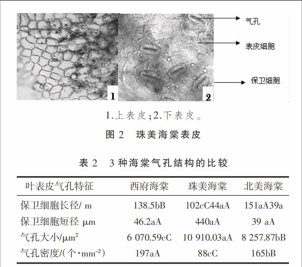 3种海棠叶片解剖结构与抗旱性的关系