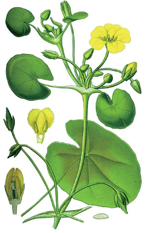 作为玄参科下的一个属,鼻花为一年生半寄生草本植物,广泛分布于欧洲