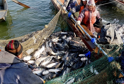 韩国渔业资源缩减 渔船滥捕成主因