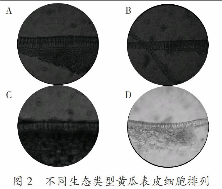 黄瓜表皮细胞的表型鉴定与遗传规律分析