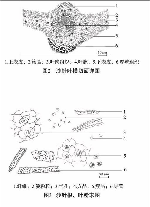 结果:沙针根和叶的显微特征稳定;不同批次样品的红外光谱图形状大体上