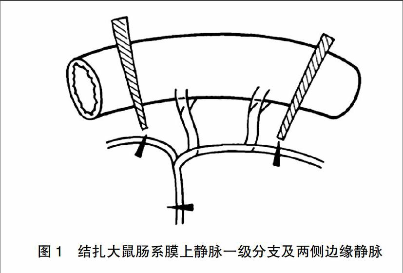 肠系膜静脉血栓大鼠肠道组织病理学变化的实验研究