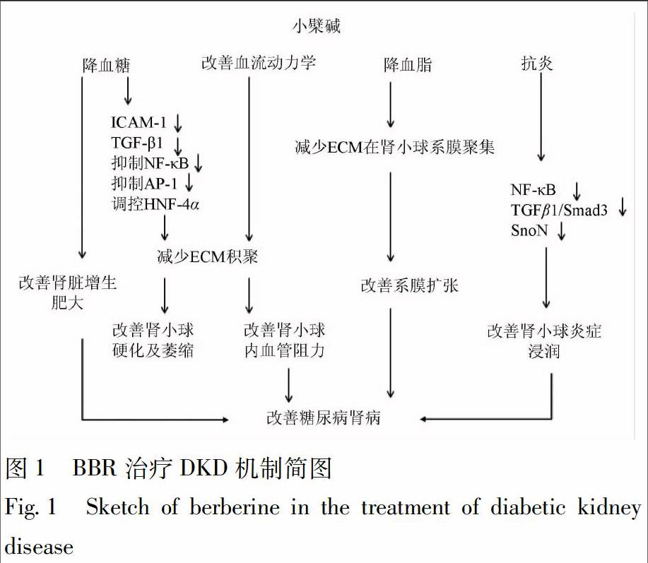 小檗碱治疗糖尿病肾病的研究进展