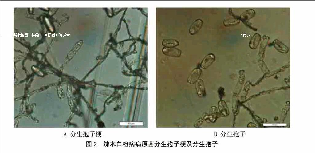 通过田间观察和形态学方法鉴定病原,结果表明,瑞丽辣木白粉病病原为