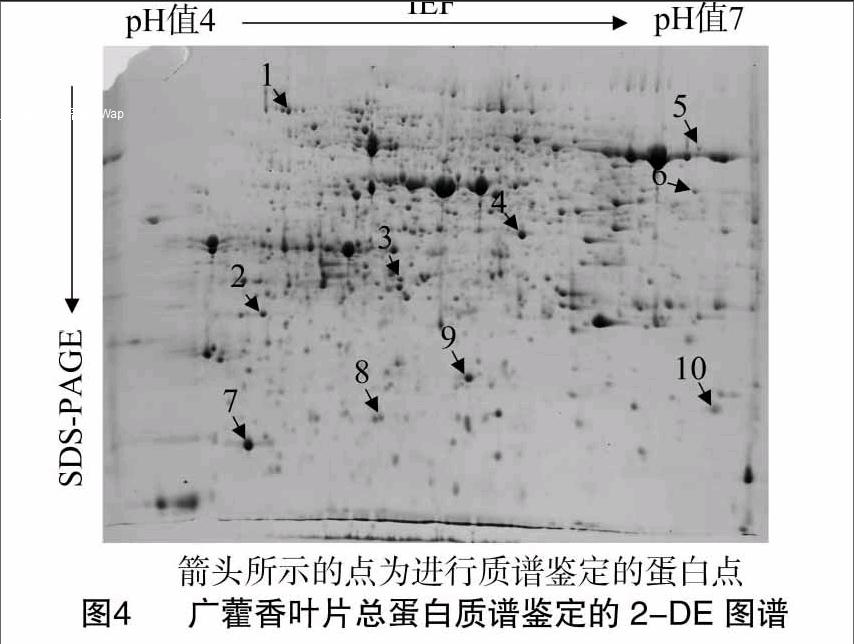 广藿香叶片总蛋白双向电泳体系的建立