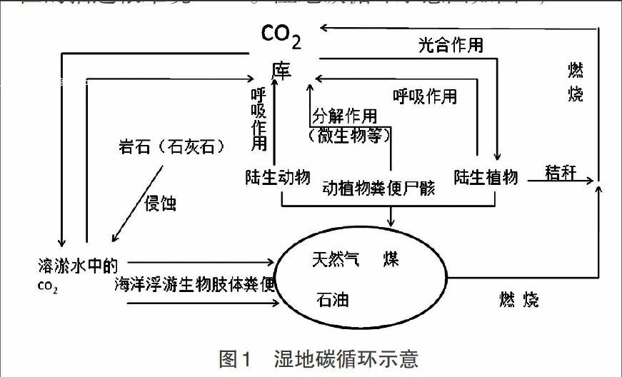 湿地生态系统的碳循环研究进展