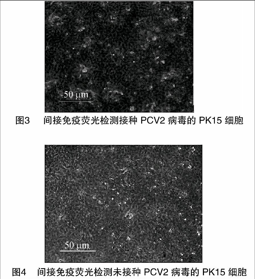 猪圆环病毒2型泰州株的分离鉴定