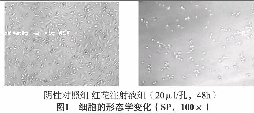 红花注射液对人肺癌a549细胞体外抑制的实验研究