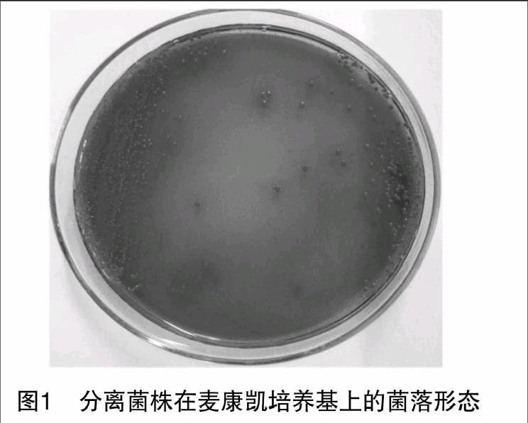 穿心莲水提取物联合抗菌药对含fosa3大肠杆菌的作用