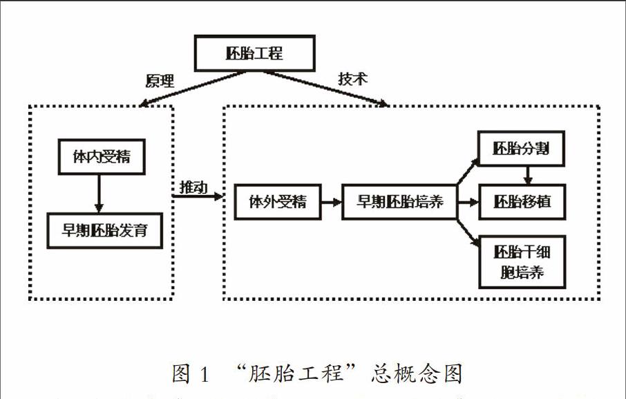 概念图在胚胎工程教学中的应用