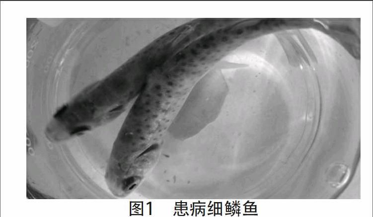 rdna的v3区保守序列,扩增产物变性后,进行sscp分析,建立杀鲑气单胞菌