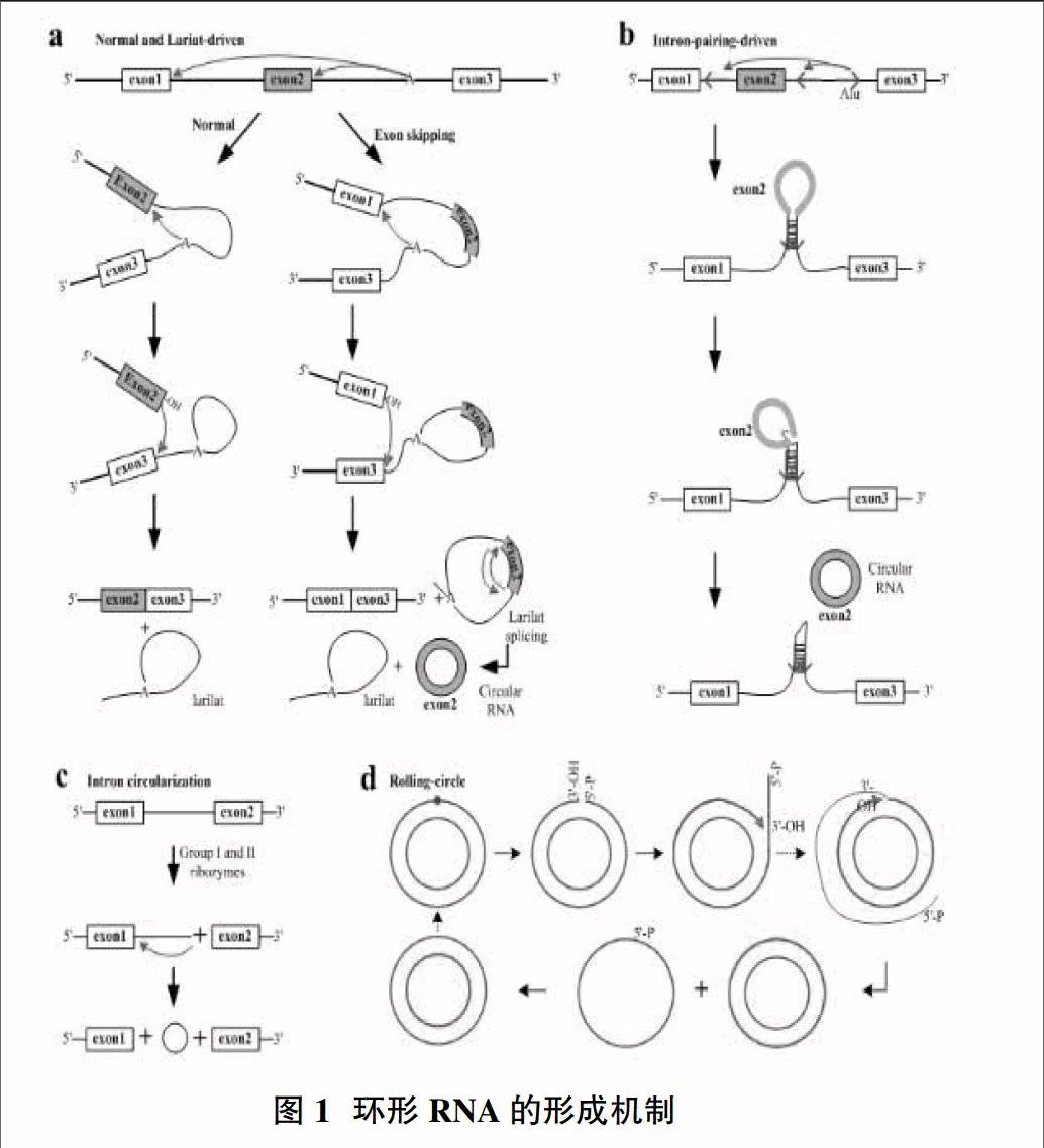 环形rnas形成机制的多样性