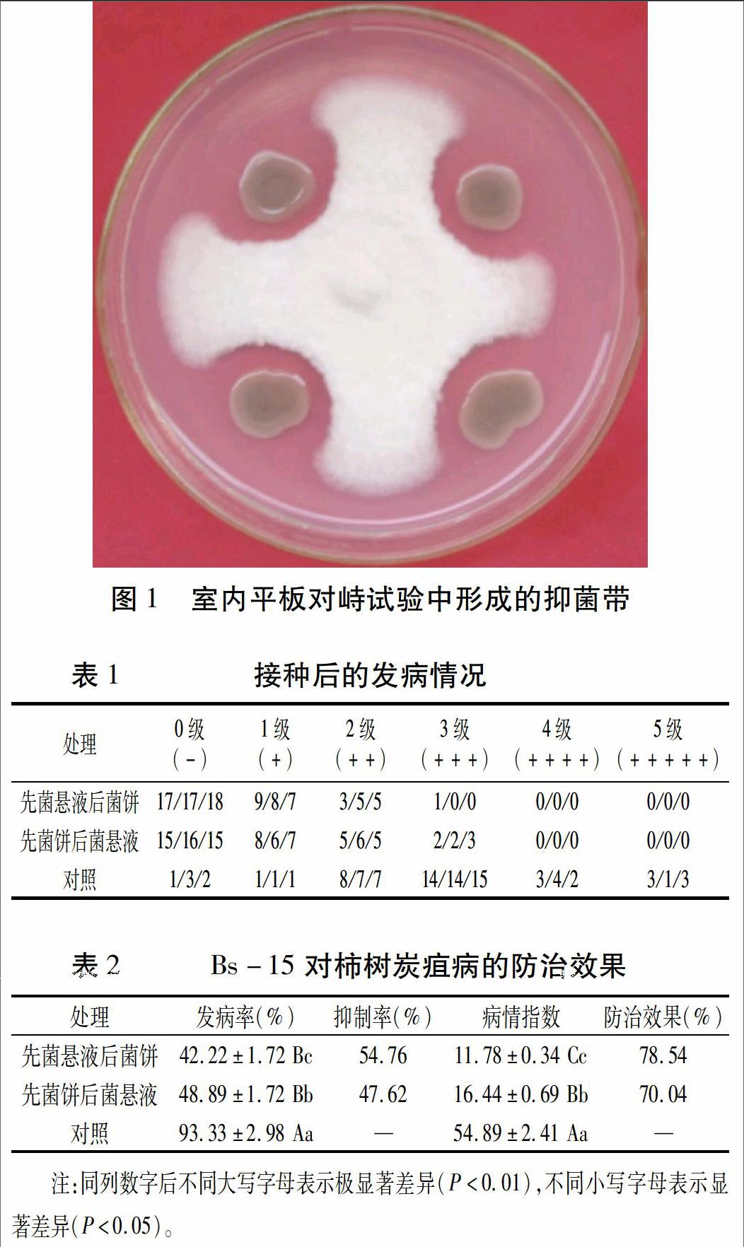 枯草芽孢杆菌bs—15对柿树炭疽病的离体防治效果