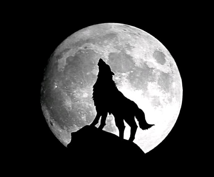 狼人迷踪:月圆之夜的隐秘传说