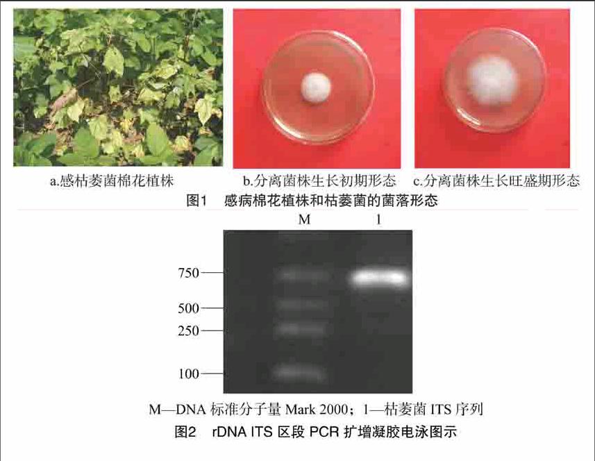 河南省商丘地区棉花枯萎病菌的分子鉴定与致病力