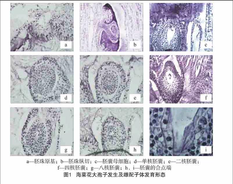 功能大孢子位于珠孔端,胚囊发育蓼型.