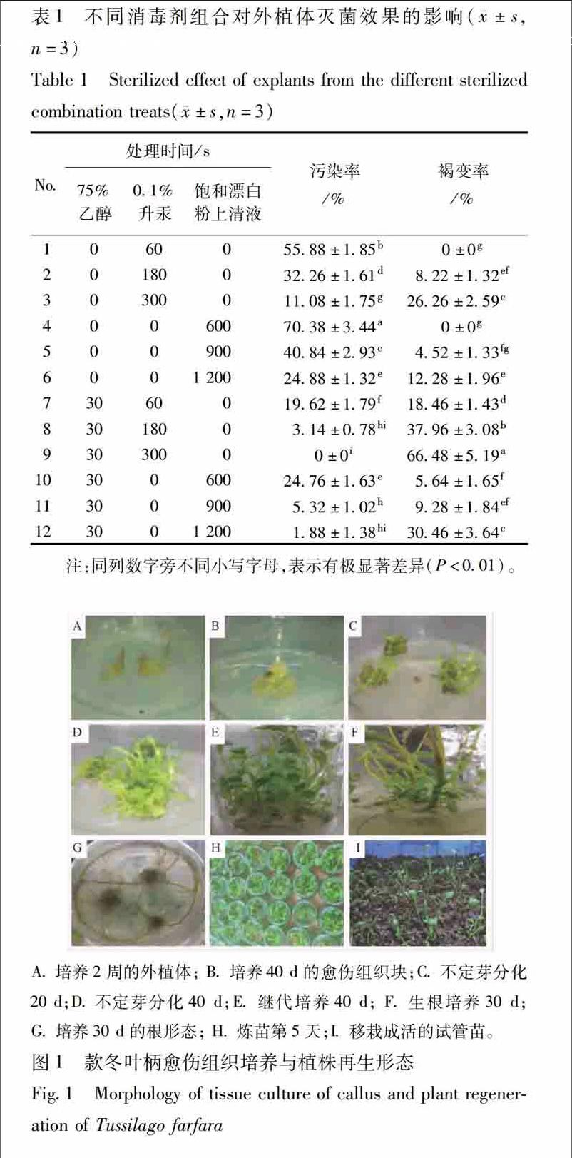 款冬叶柄愈伤组织培养与再生体系建立