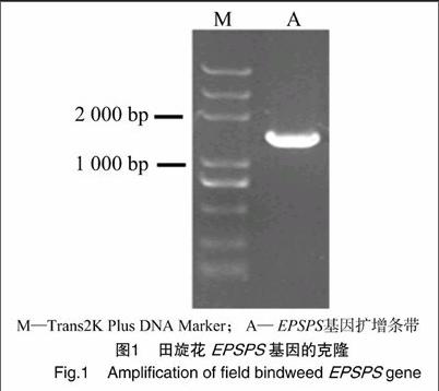 合成epsps基因并连接到含有35s启动子和gus基因的pbi121载体