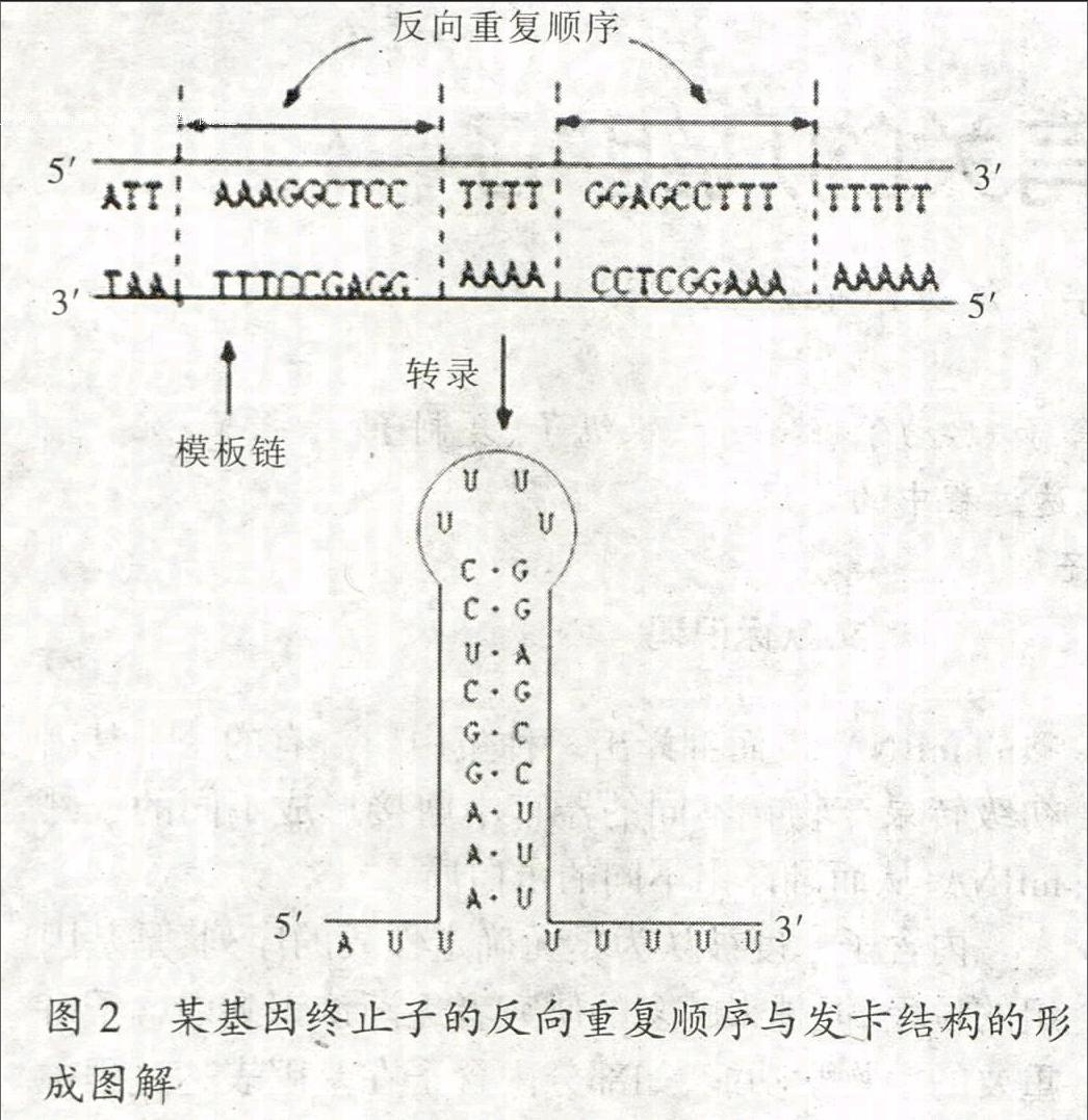 关键词 外显子 内含子 启动子 终止子 操纵