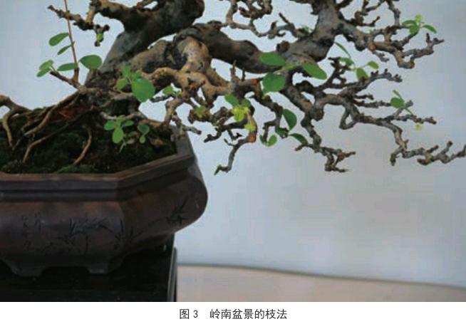 "[1]因此,一件岭南盆景作品成型需要的时间很长.
