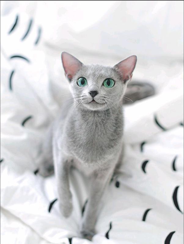 russian blue cat |俄罗斯蓝猫