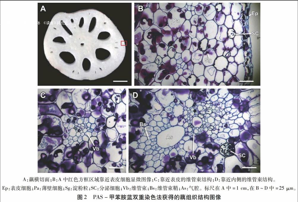 并在此基础上分析了淀粉粒,维管束和分泌细胞的分布规律