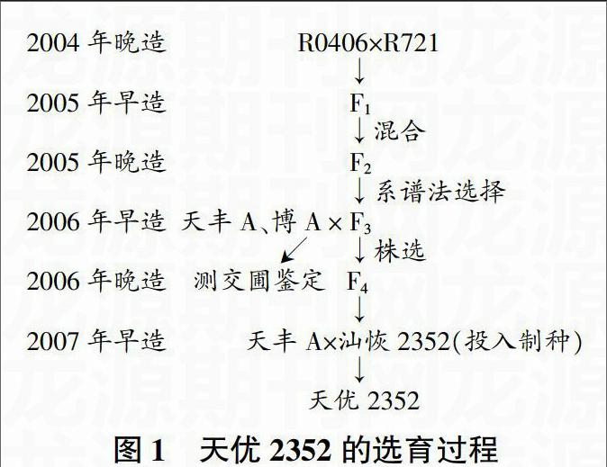 三系杂交水稻新组合天优2352选育报告