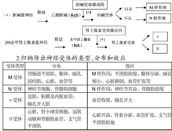 传出神经系统药物的教学剖析