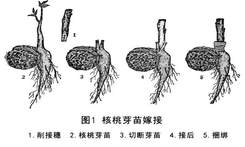 核桃芽苗嫁接技术