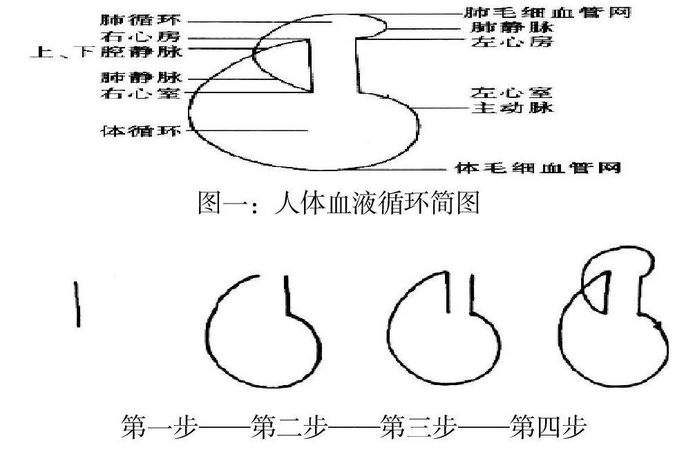 手绘简图对初中生物血液循环教学的效果分析