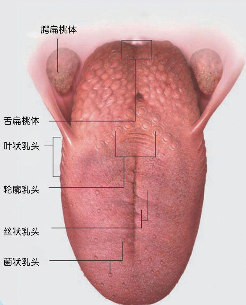 人类的舌头和指纹一样,都是独一无二的,每根舌头表面的纹路和形状都不