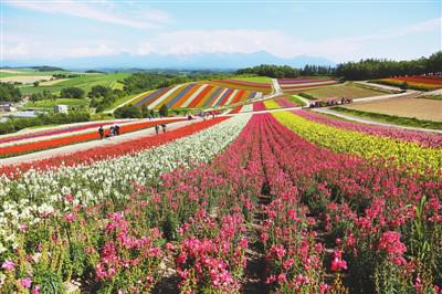 田骑行北海道最美花 参考网