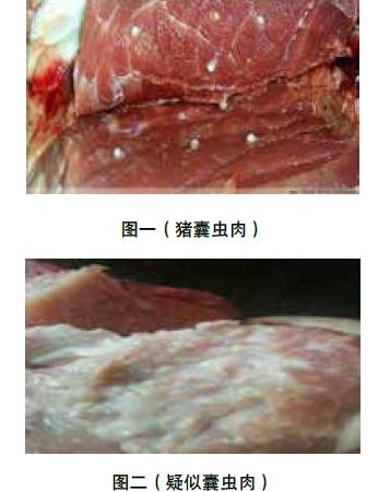 浅析疑似猪囊尾蚴“米猪肉”形成原因、检疫及防治