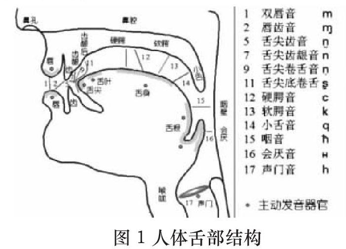 探究语流音变和发音部位与发音方法的关系