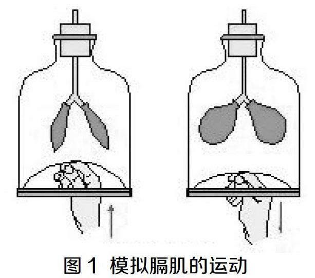 该实验主要是为了说明膈肌收缩和舒张时肺的体积变化,装置如图1所示