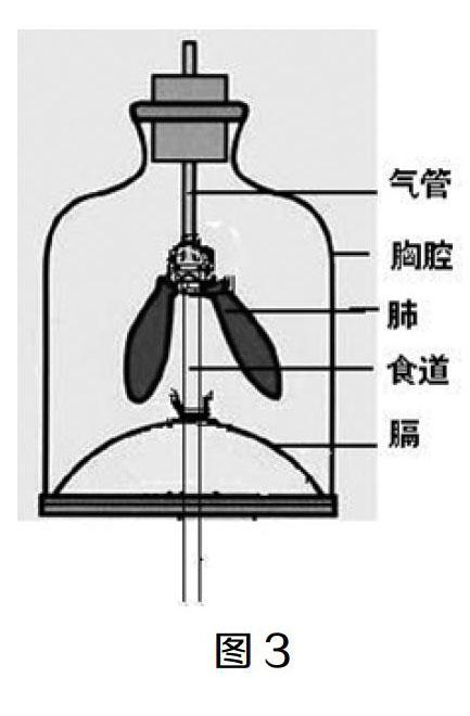 "模拟膈肌的运动"演示实验装置的改进