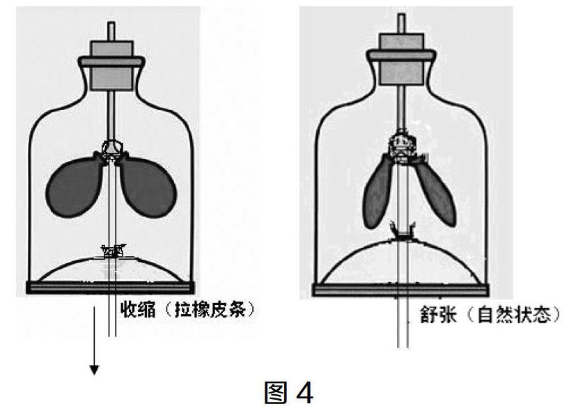 "模拟膈肌的运动"演示实验装置的改进