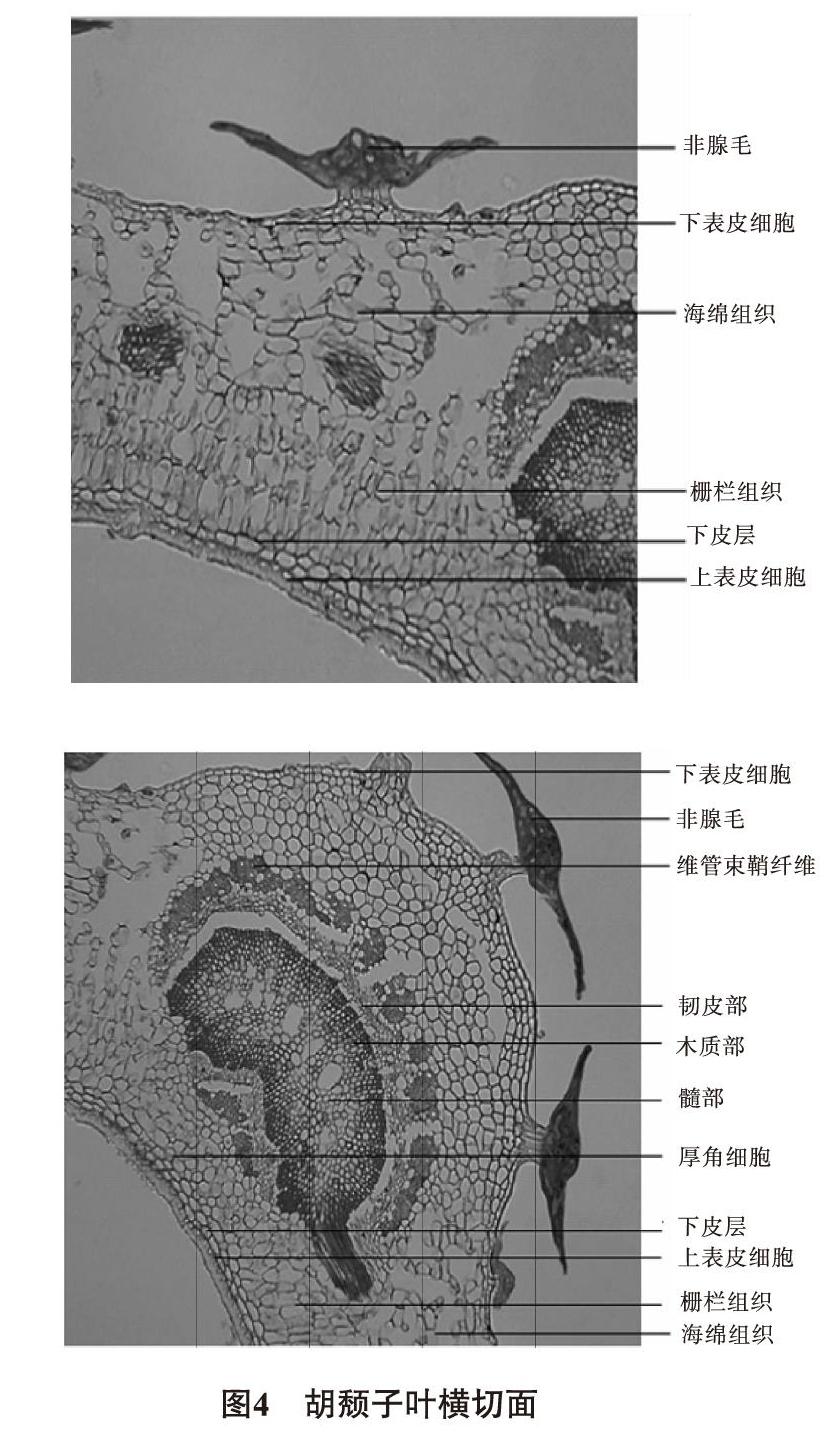 结果:羊奶奶叶3种基原植物的药材性状特征,叶横切面显微特征方面均