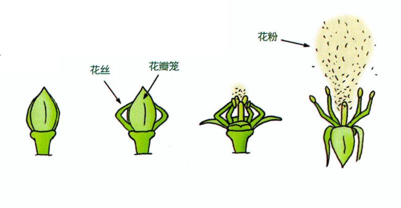 会 爆炸 的植物