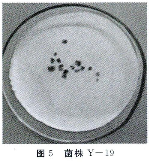 经形态学鉴定,分别是土曲霉(aspergillus terreus),淡紫拟青霉