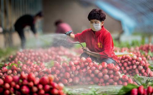 任慧媛 刚过去的2019年,是农产品电商模式不断丰富多样的一年.