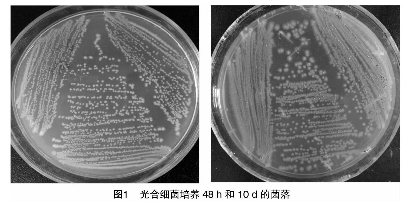 1株热带海洋光合细菌的筛选,鉴定及水质净化能力