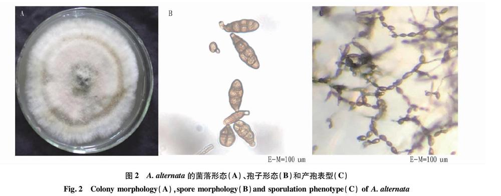 摘要 为明确湖北枣阳烟区烟草赤星病病原菌的种类,给产区综合防治