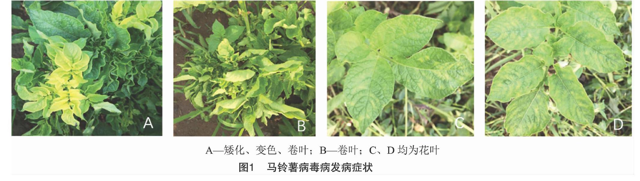 摘要:马铃薯病毒病是我国马铃薯作物常见病害之一,是影响马铃薯生产